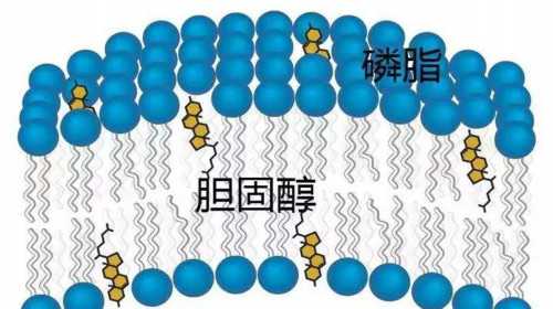 昆明代生孩子方案,昆明试管中心-广州精索静脉曲张手术费用多少-怀孕12周公司